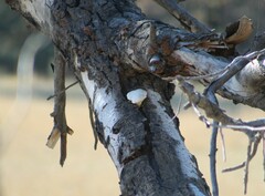 Cryptoporus volvatus