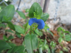 Commelina communis