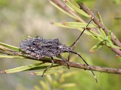 Alcaeus varicornis