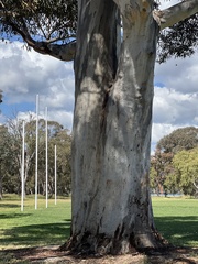 Eucalyptus cladocalyx