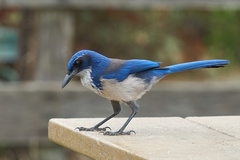 Aphelocoma insularis