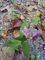Gentianella quinquefolia
