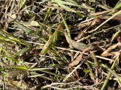 Conocephalus chinensis