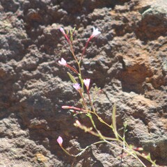 Epilobium minutum
