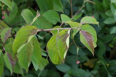 Cornus amomum