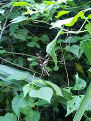 Argiope argentata