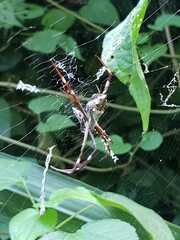 Argiope argentata