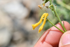 Corydalis