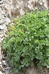Corydalis
