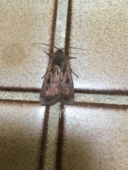 Agrotis infusa