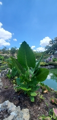 Alocasia macrorrhizos