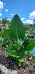 Alocasia macrorrhizos