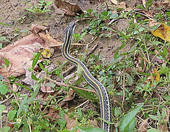 Thamnophis proximus proximus
