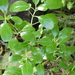 Coprosma baueri - Photo 由 Graeme Rigg 所上傳的 (c) Graeme Rigg，保留部份權利CC BY-NC