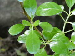 Coprosma baueri