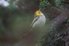 Setophaga occidentalis