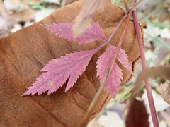 Zizia aurea