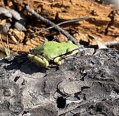 Hyla wrightorum