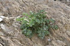 Corydalis