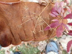 Zizia aurea
