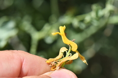 Corydalis