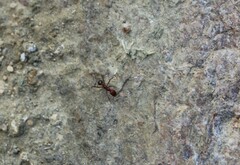 Novomessor albisetosus