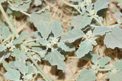 Chrozophora tinctoria