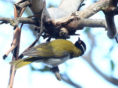 Melithreptus lunatus