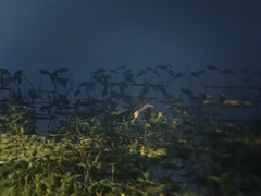 Jacana