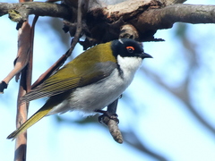Melithreptus lunatus