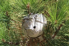 Dolichovespula maculata