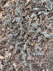 Acmispon argophyllus