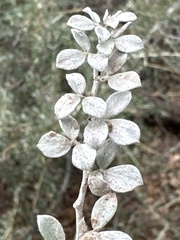 Acmispon argophyllus