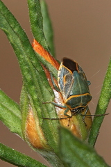 Antestiopsis cederwaldi