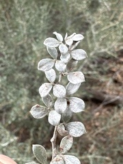 Acmispon argophyllus