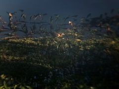 Jacana