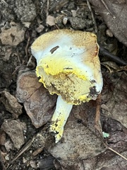Hypomyces microspermus