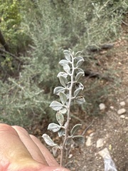 Acmispon argophyllus