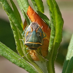 Antestiopsis cederwaldi