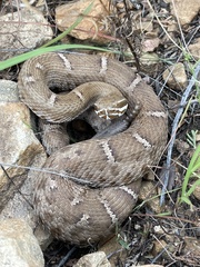 Crotalus willardi willardi