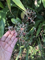 Clematis meyeniana