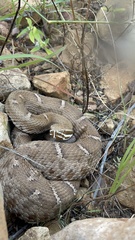 Crotalus willardi willardi