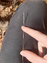 Sporobolus vaginiflorus