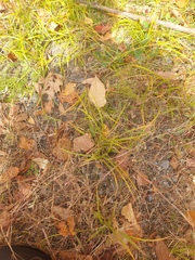 Sporobolus vaginiflorus