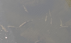 Catostomus occidentalis