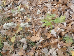 Anemone virginiana