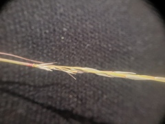 Sporobolus vaginiflorus