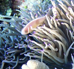 Amphiprion perideraion