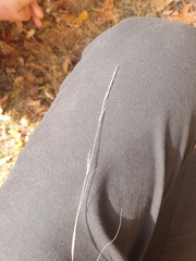 Sporobolus vaginiflorus