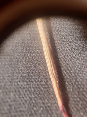 Sporobolus vaginiflorus